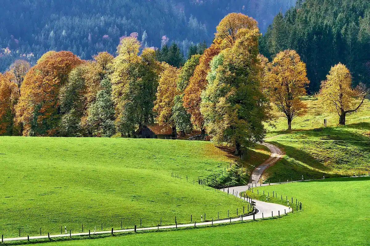 Drum șerpuit printre copaci cu frunze de toamnă, într-o pădure de la munte