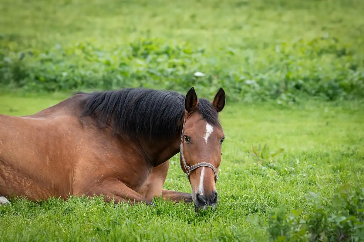 Cal pe o pășune, în aer liber, într-un peisaj rural cu iarbă