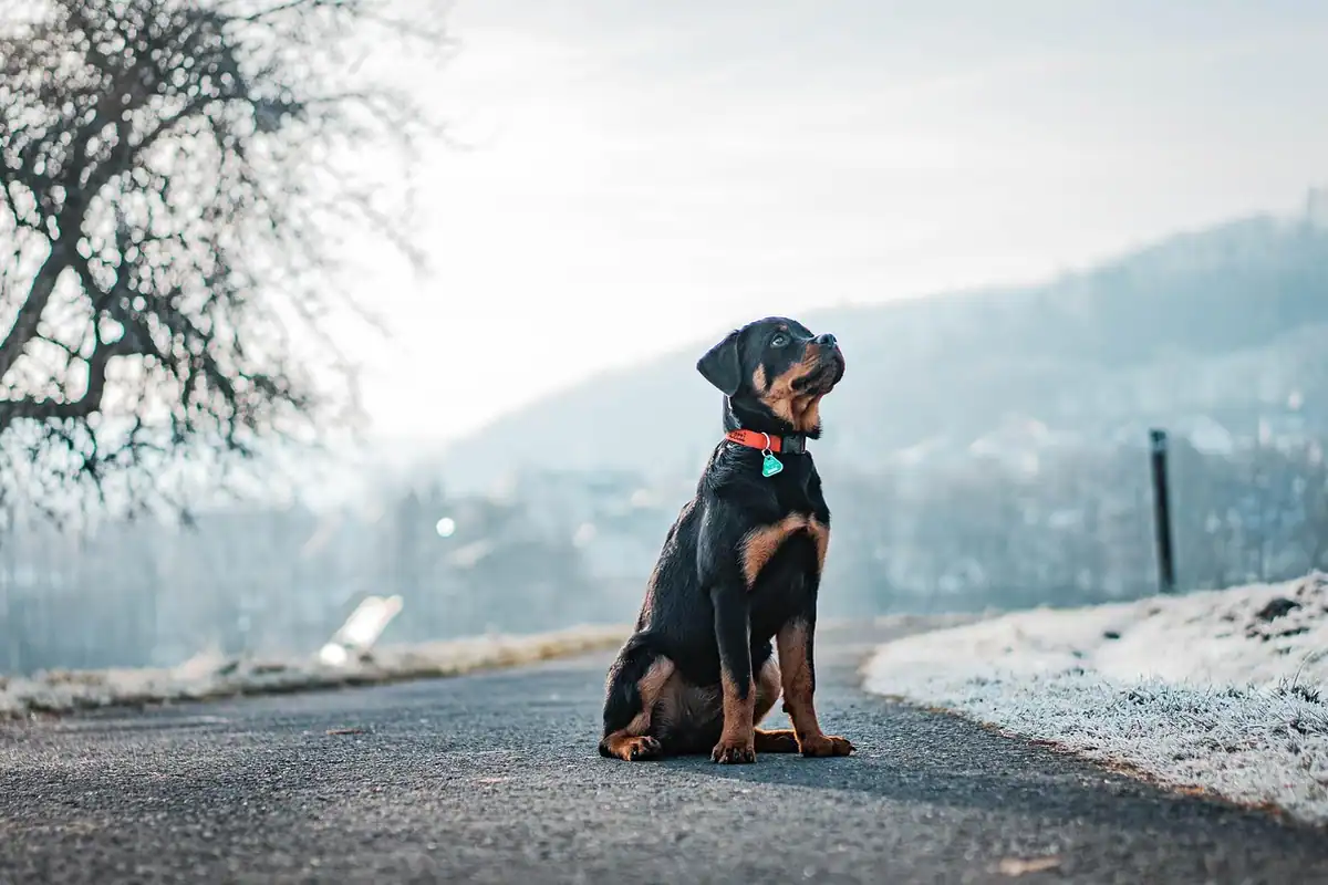 Câine de rasă Rottweiler în aer liber, pe zăpadă, pe timp de iarnă